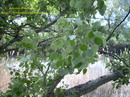 common alder